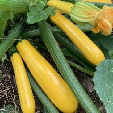 Courgette jaune 500 gr