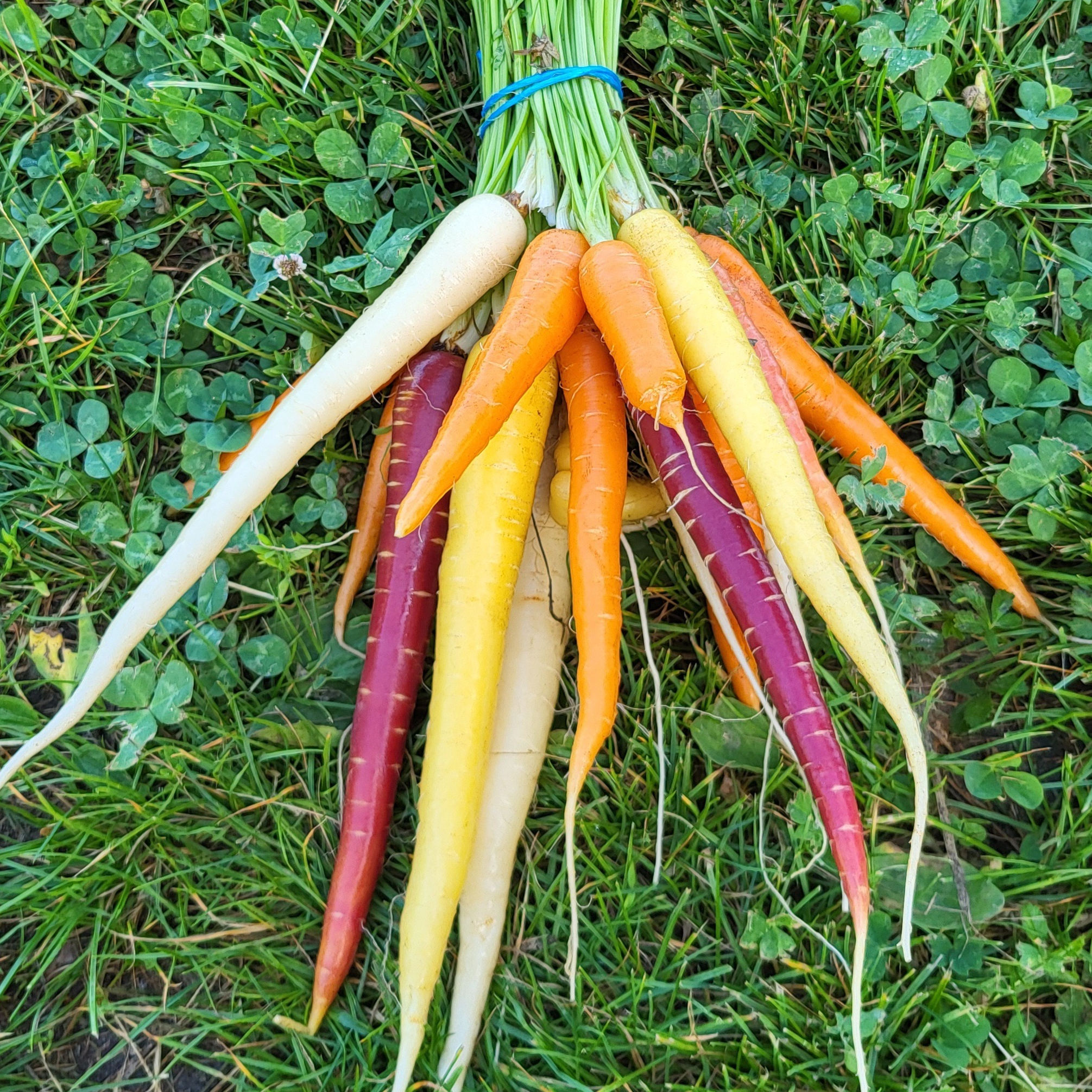 Carottes Botte multi couleurs