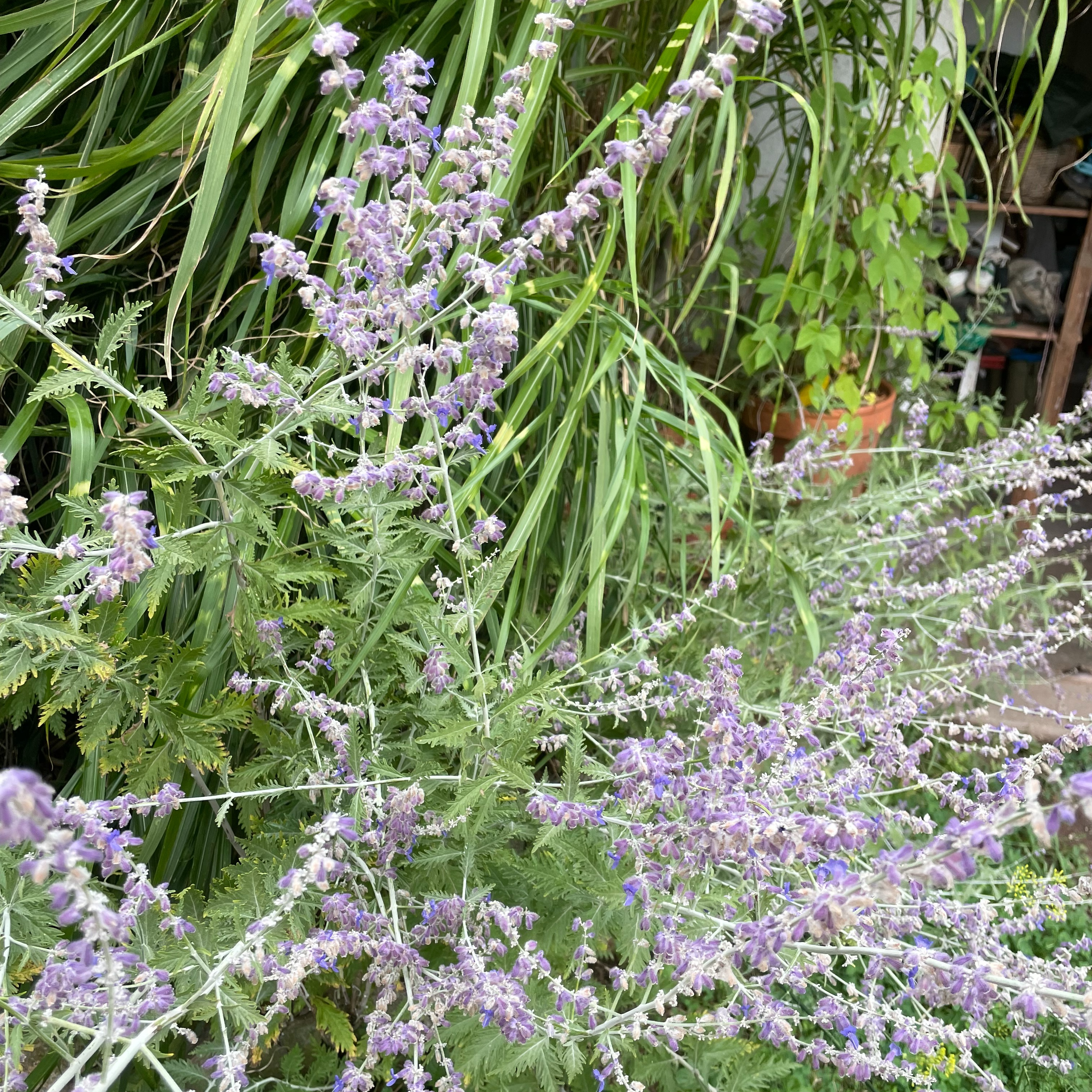 Perovskia ‘Blue Spire’