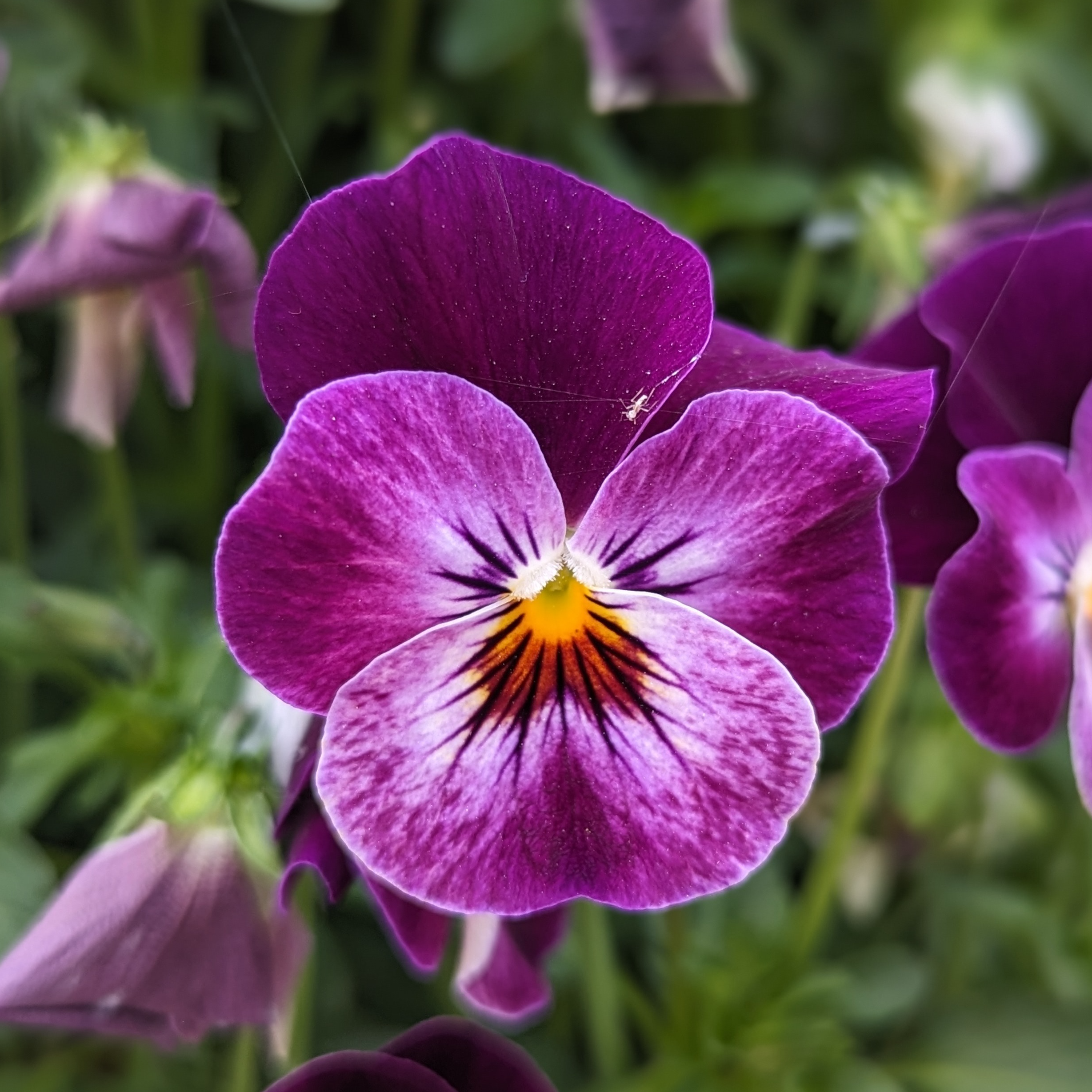 Fleurs de Pensée (mixe) - 20g