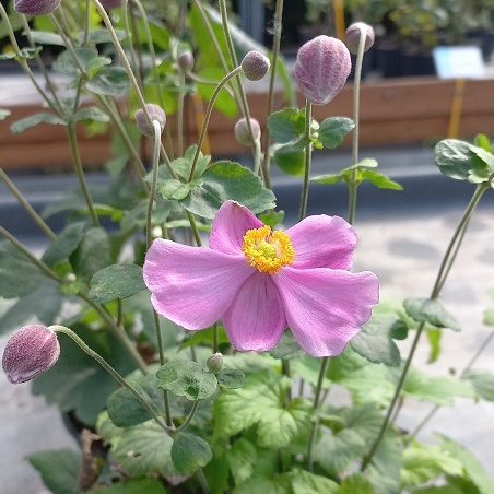 Anémone du Japon Praecox en pot 2 litres