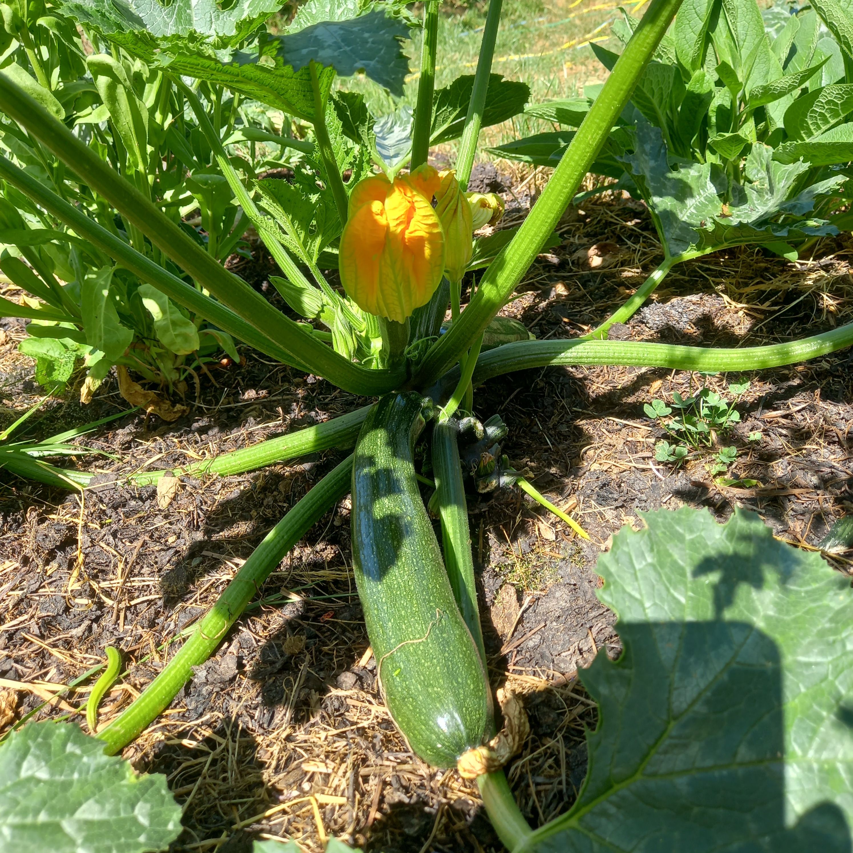 Courgette verte