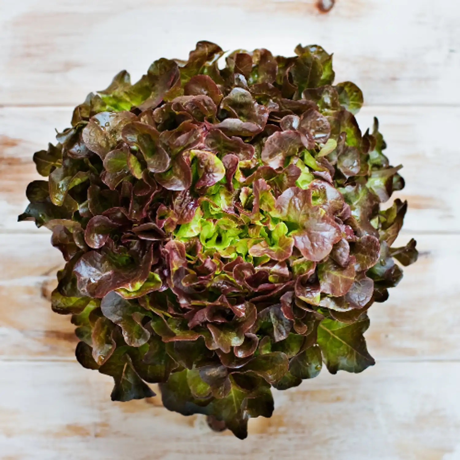 SALADE - FEUILLE DE CHÊNE ROUGE Bio