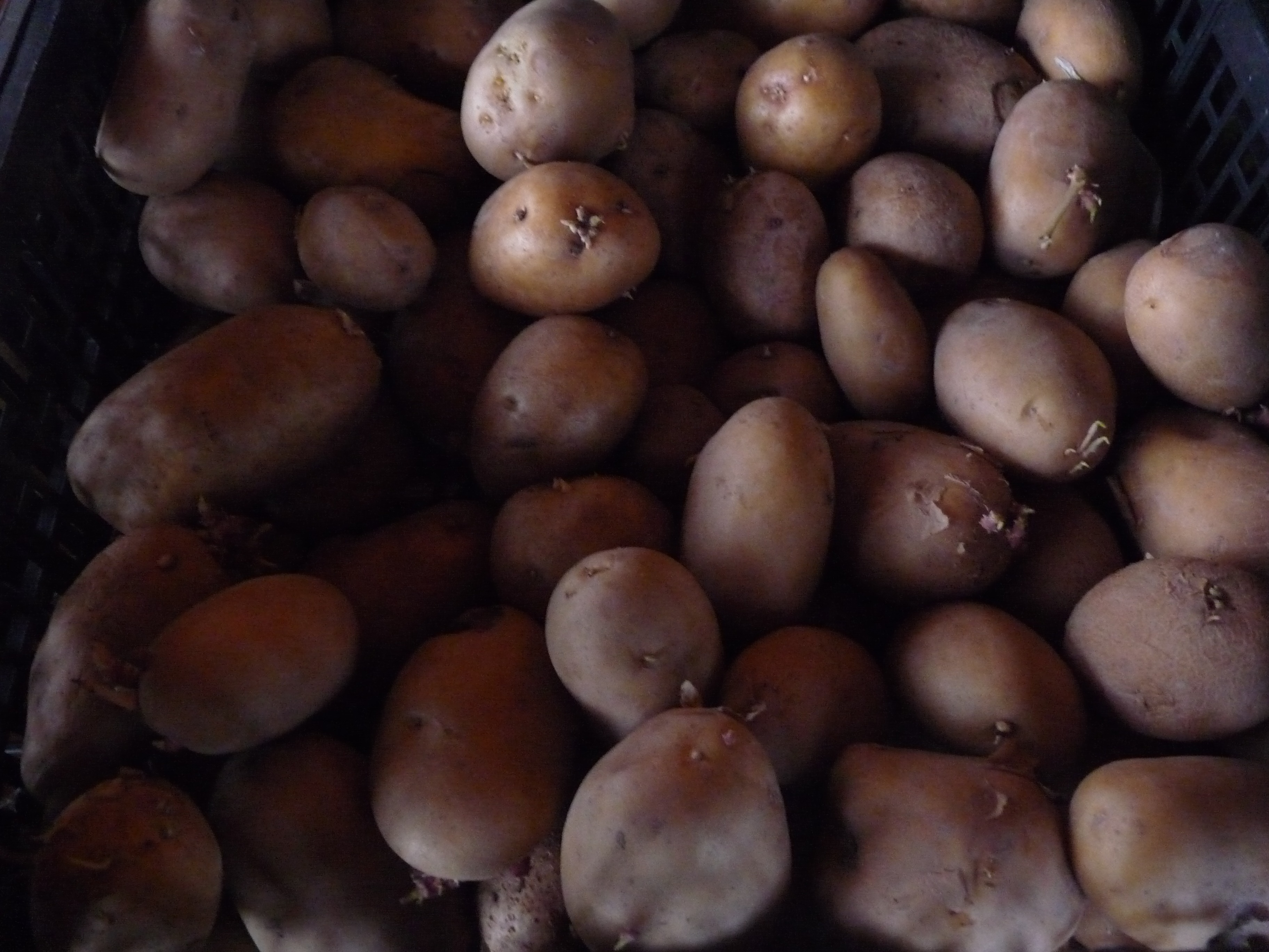 Pomme de terre - 1000g