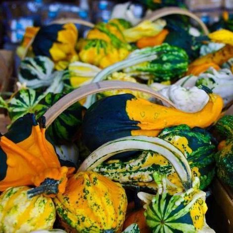 coloquintes - courges décoratives non comestible