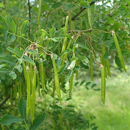 Caraganier / Pois de Sibérie - pot 5L