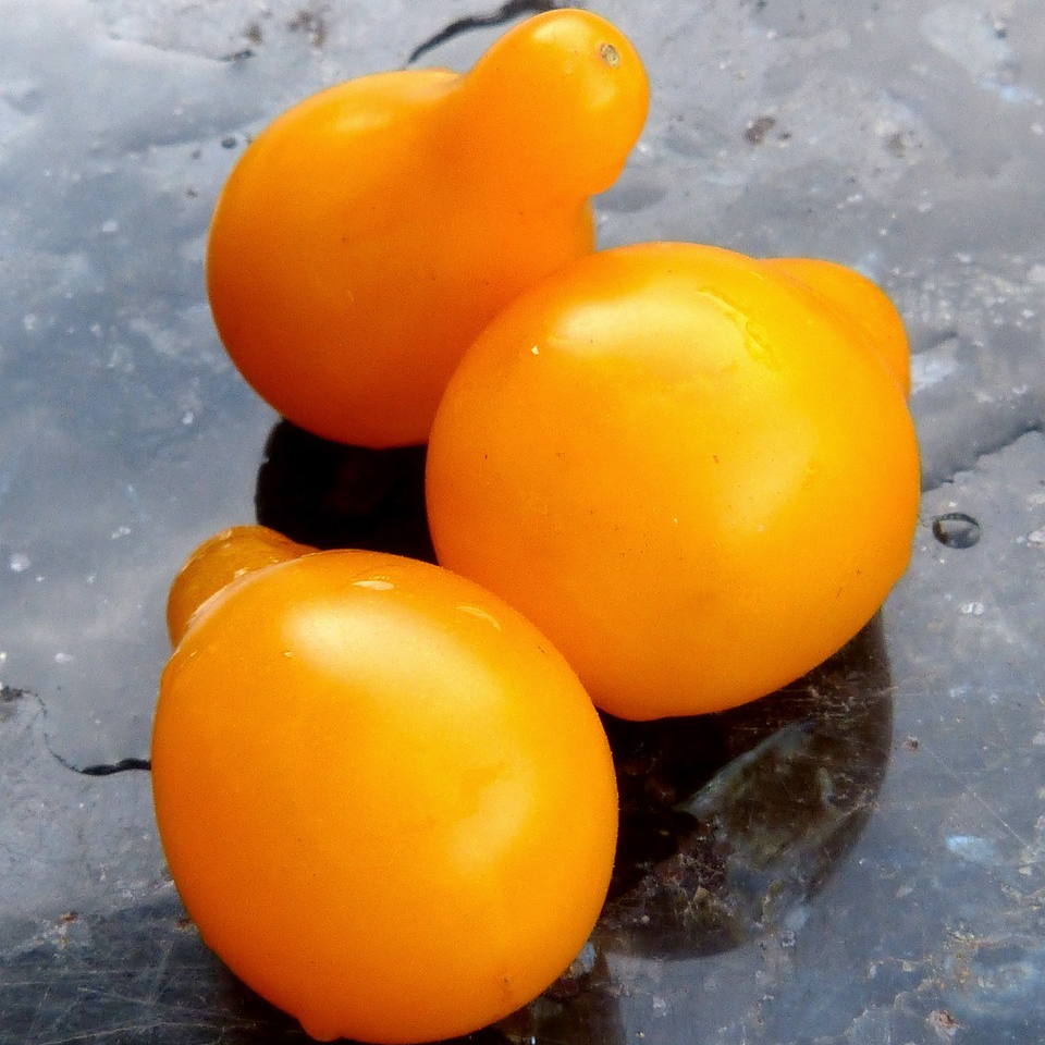 Tomate cerise poire jaune - godet 8 cm