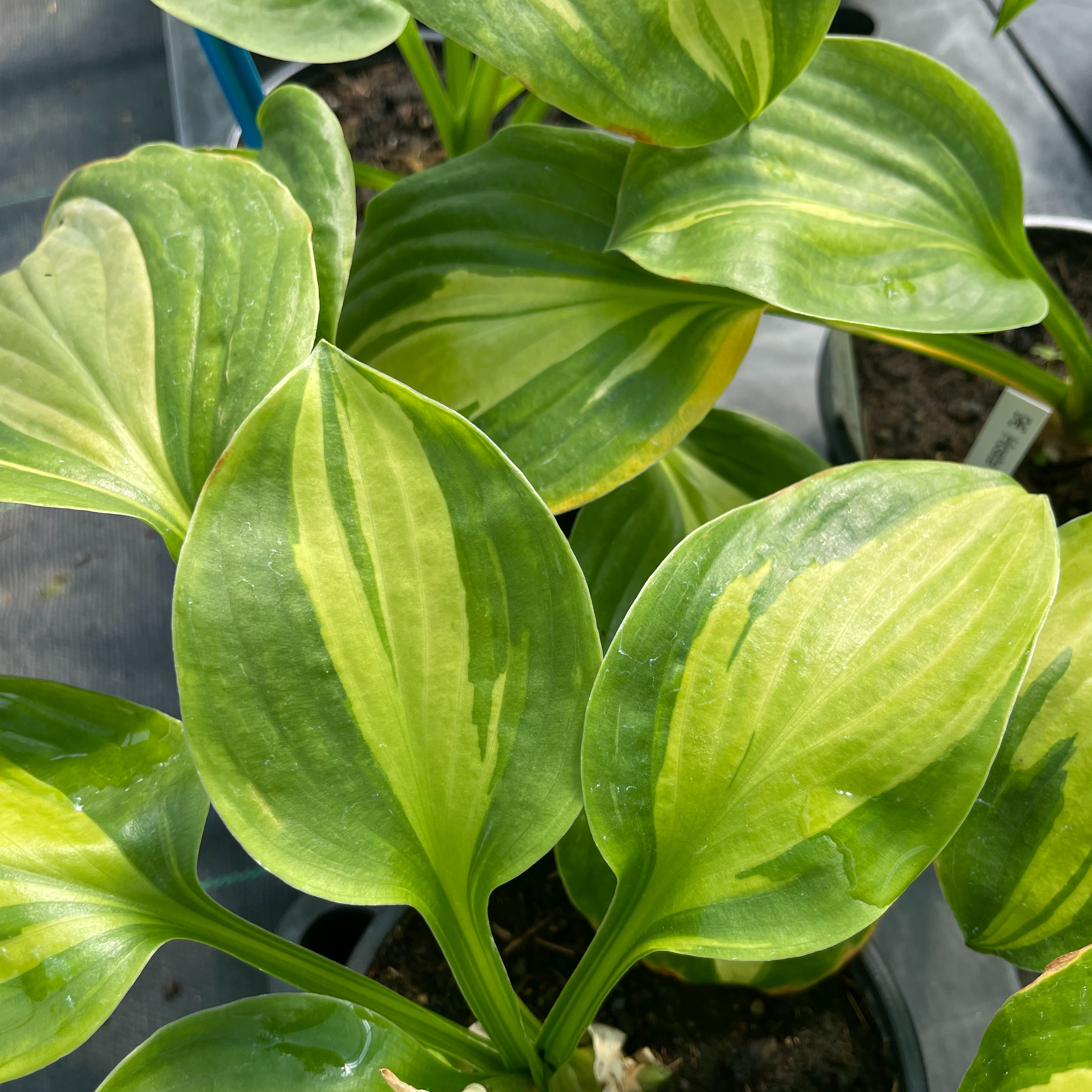 Hosta 'Adorable'