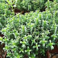 Sarriette vivace en pot 12 cm