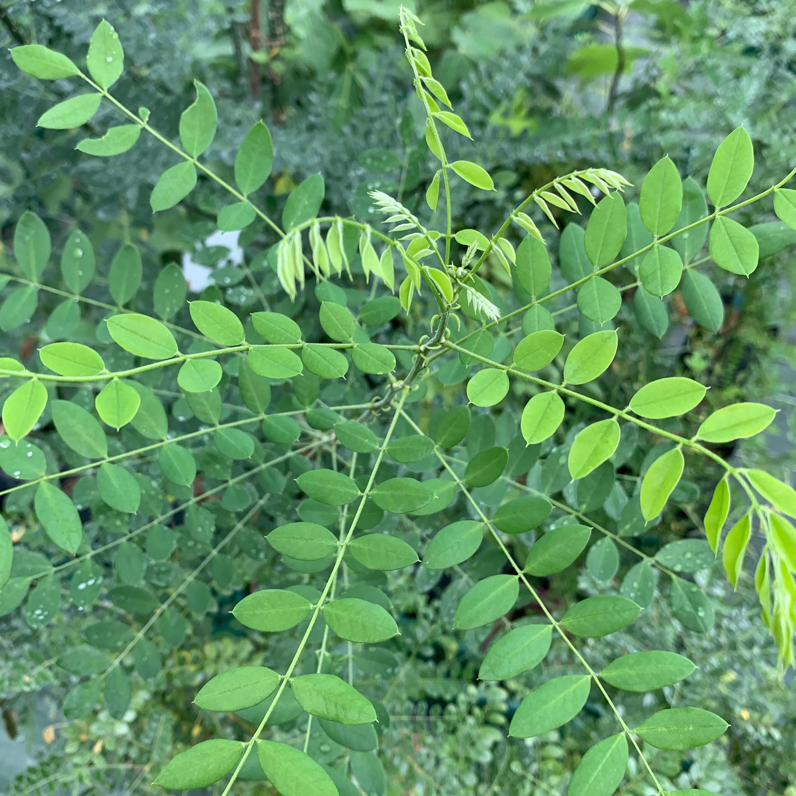Sophora - pot 6L