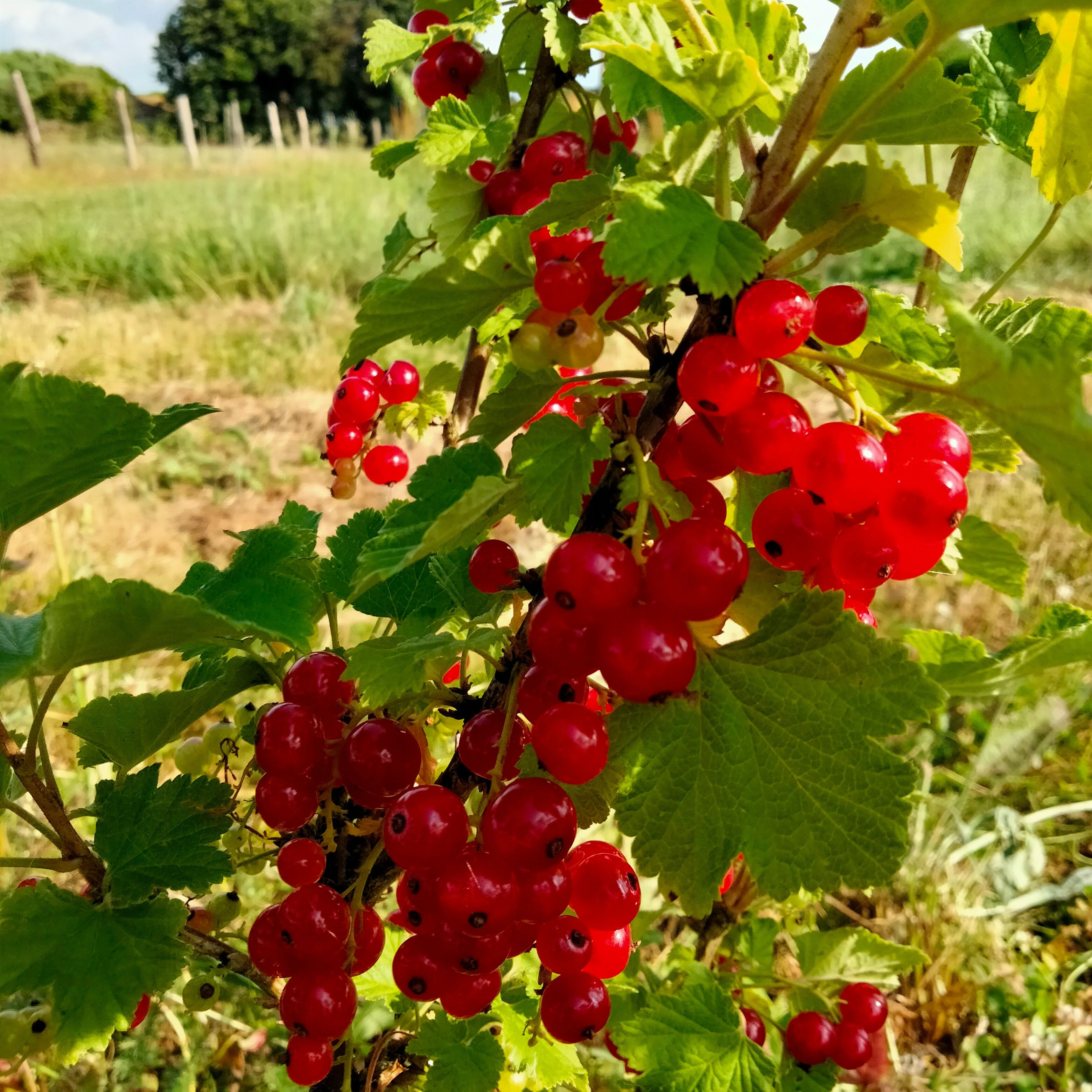 Groseillier à grappes Wilder (rouge)
