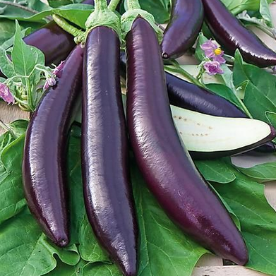 Aubergines de Taron