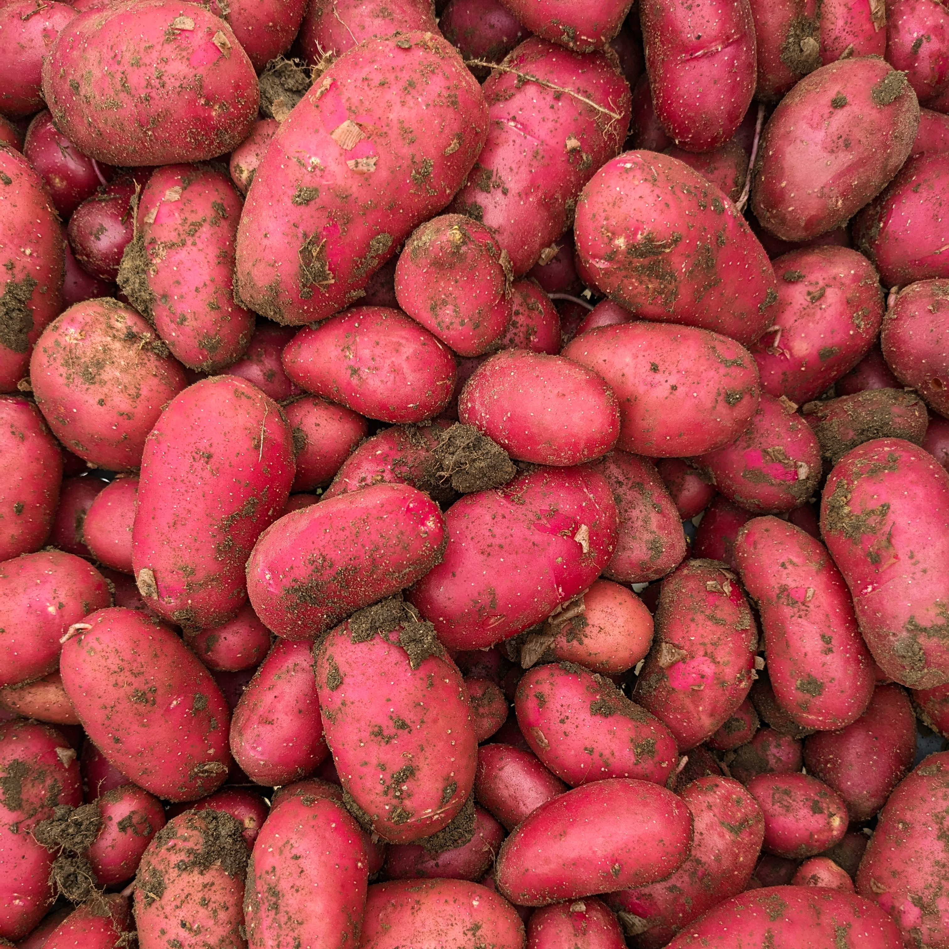 Pommes de terre nouvelles 500g (variété Jeannette)