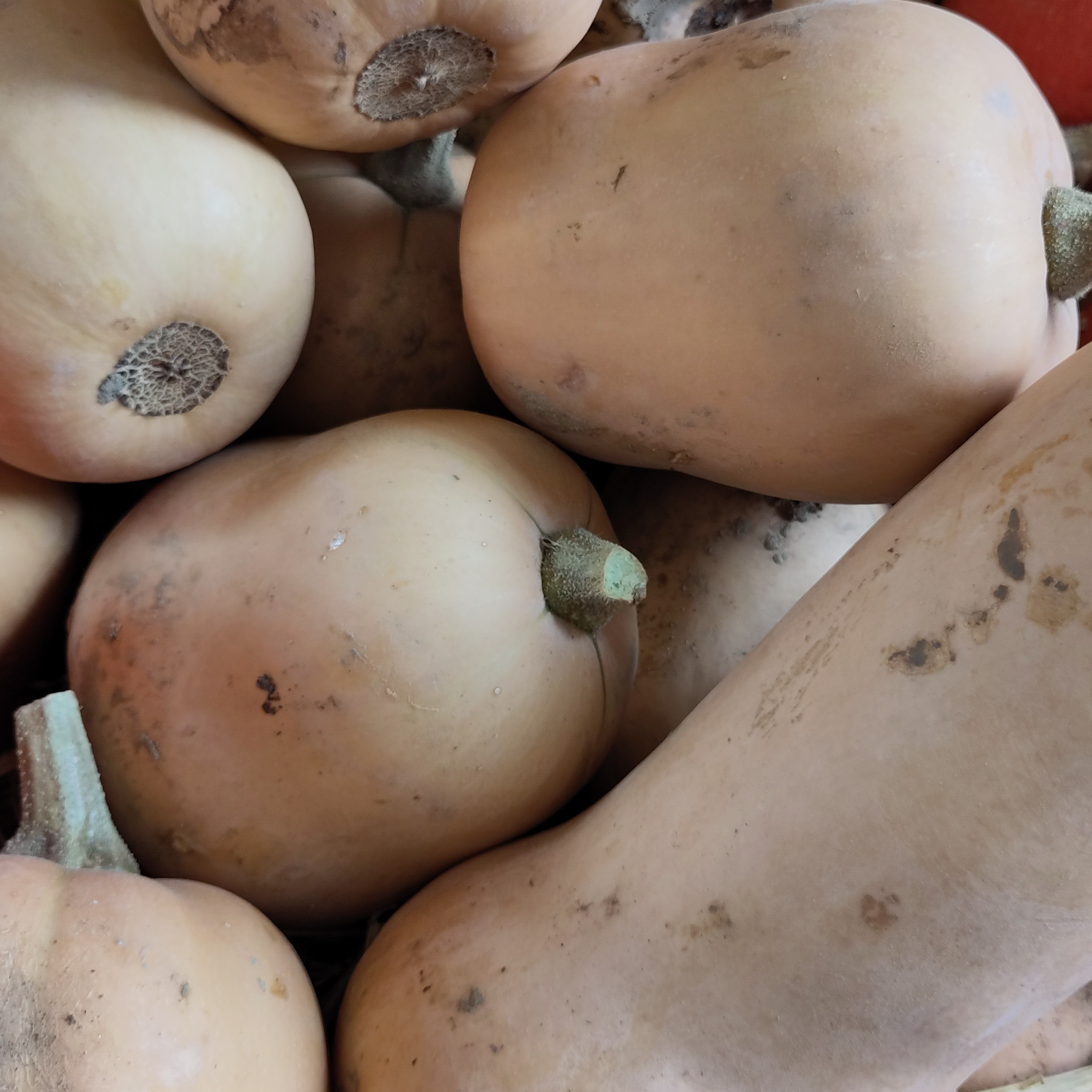 Courge Butternut BIO - 1,2kg