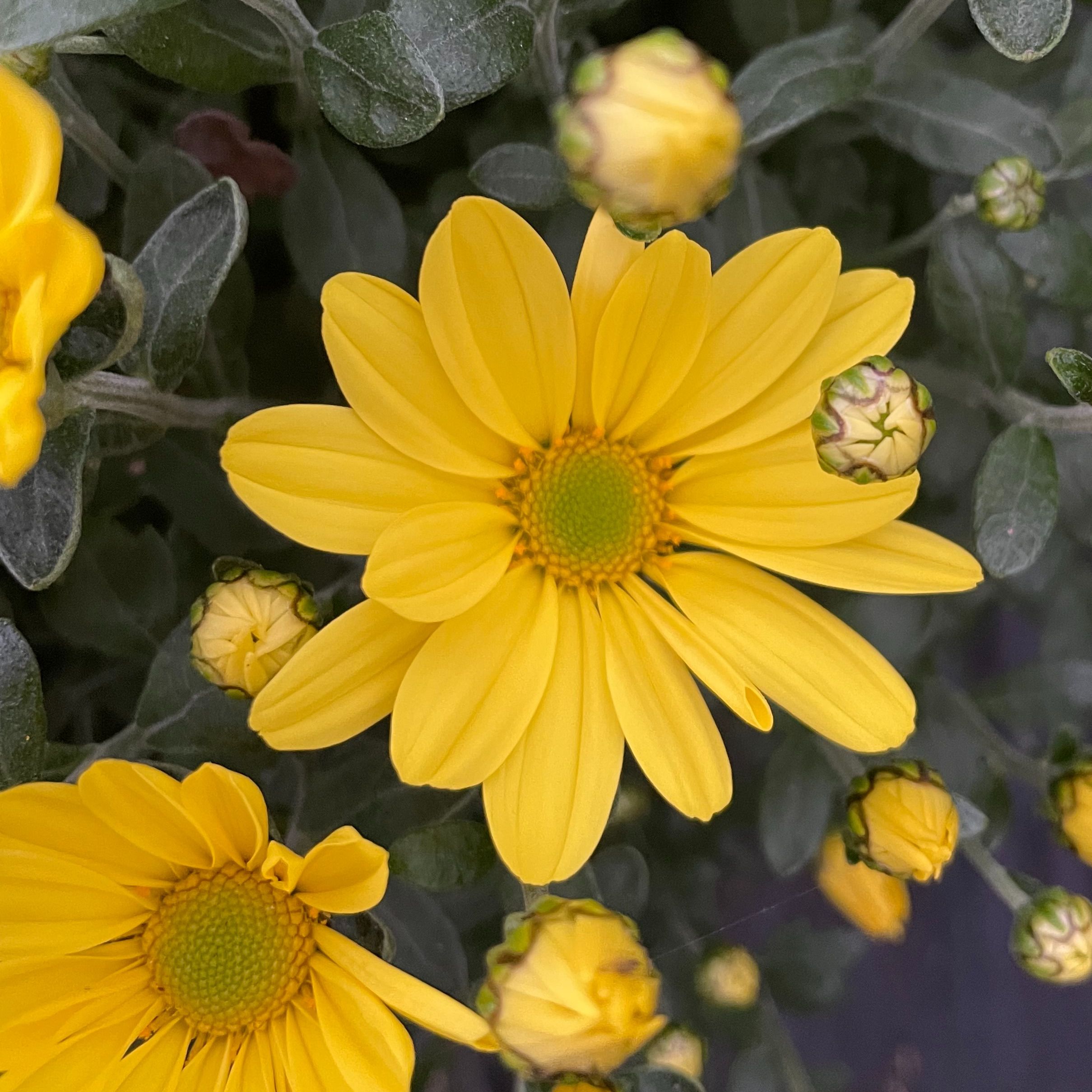 Chrysanthème Flora Jaune