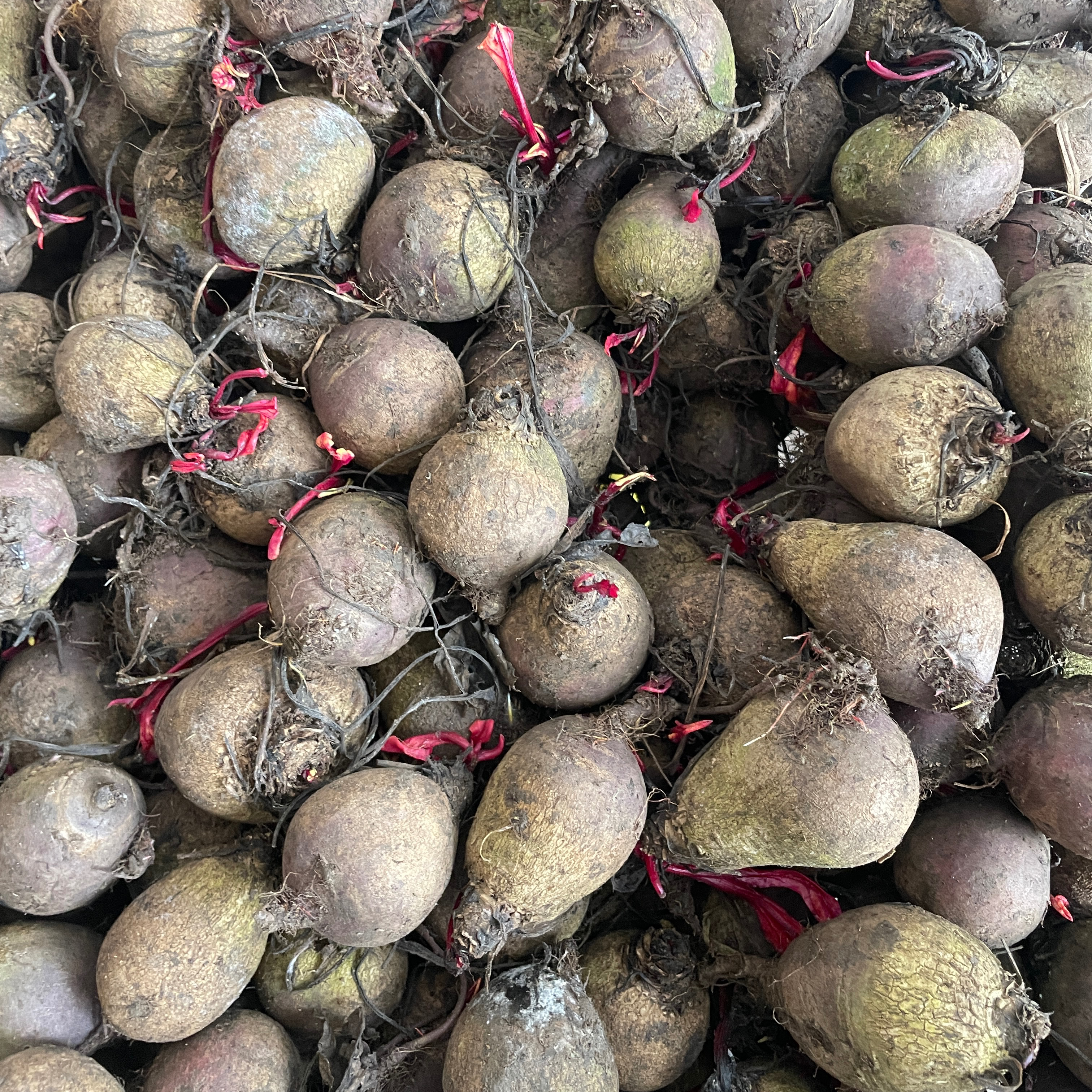 Betterave rouge 500g