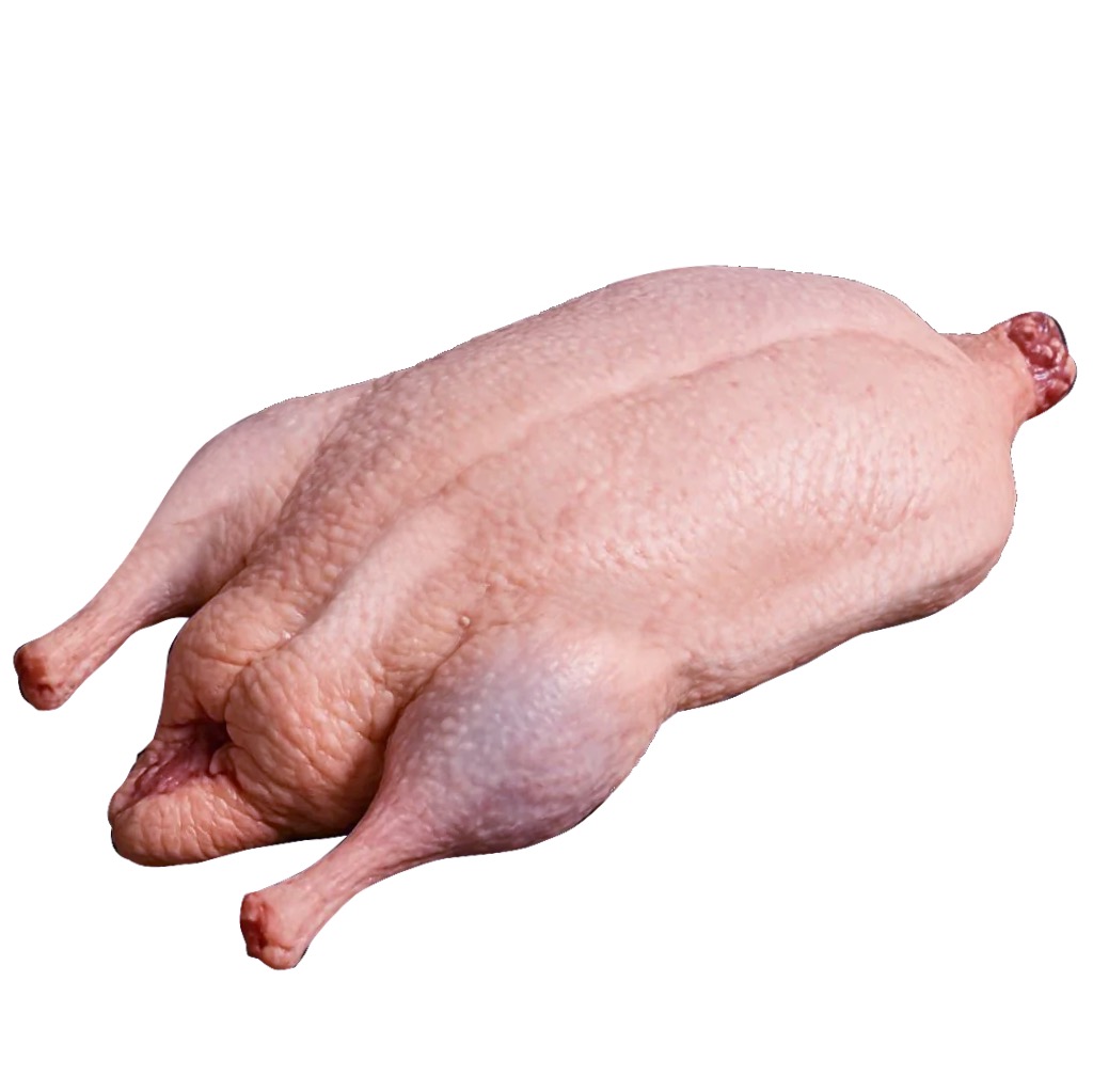Canard mulard gavé