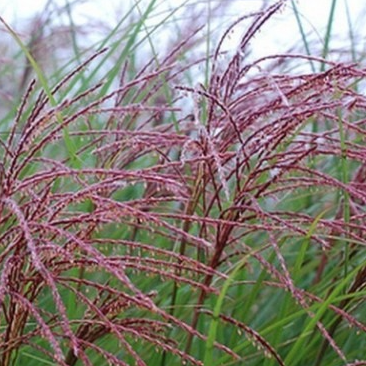 Miscanthus Gracilimus