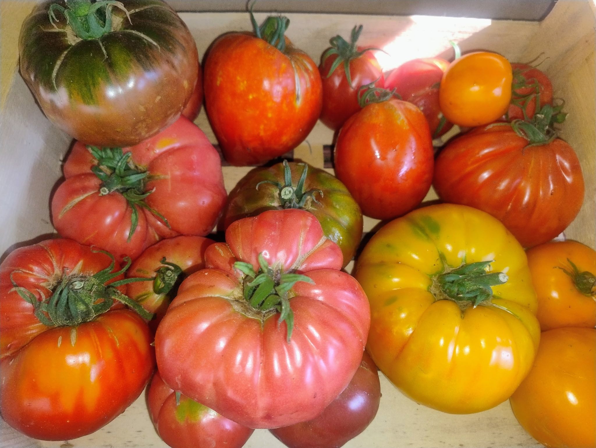 PLATEAU DE TOMATES - 5kg