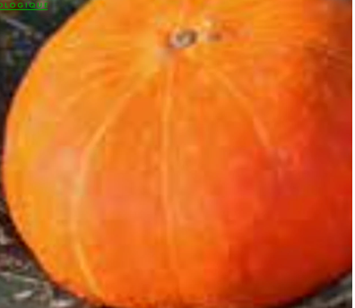 Courge potiron d'Estampes