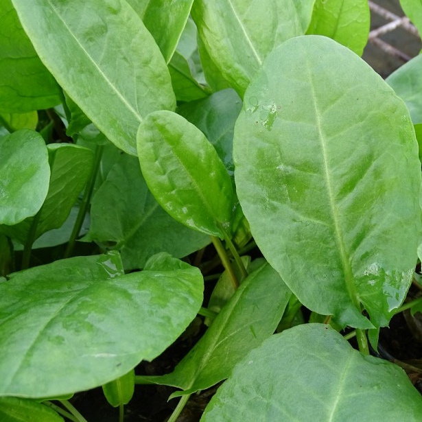 Oseille commune en godet 8 cm