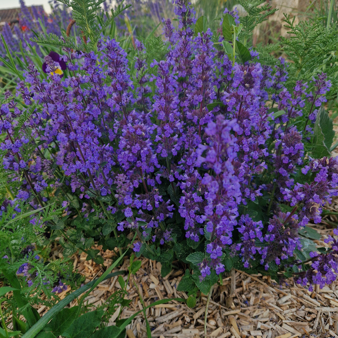 Nepeta x faassenii ‘Cat’s Pajamas’