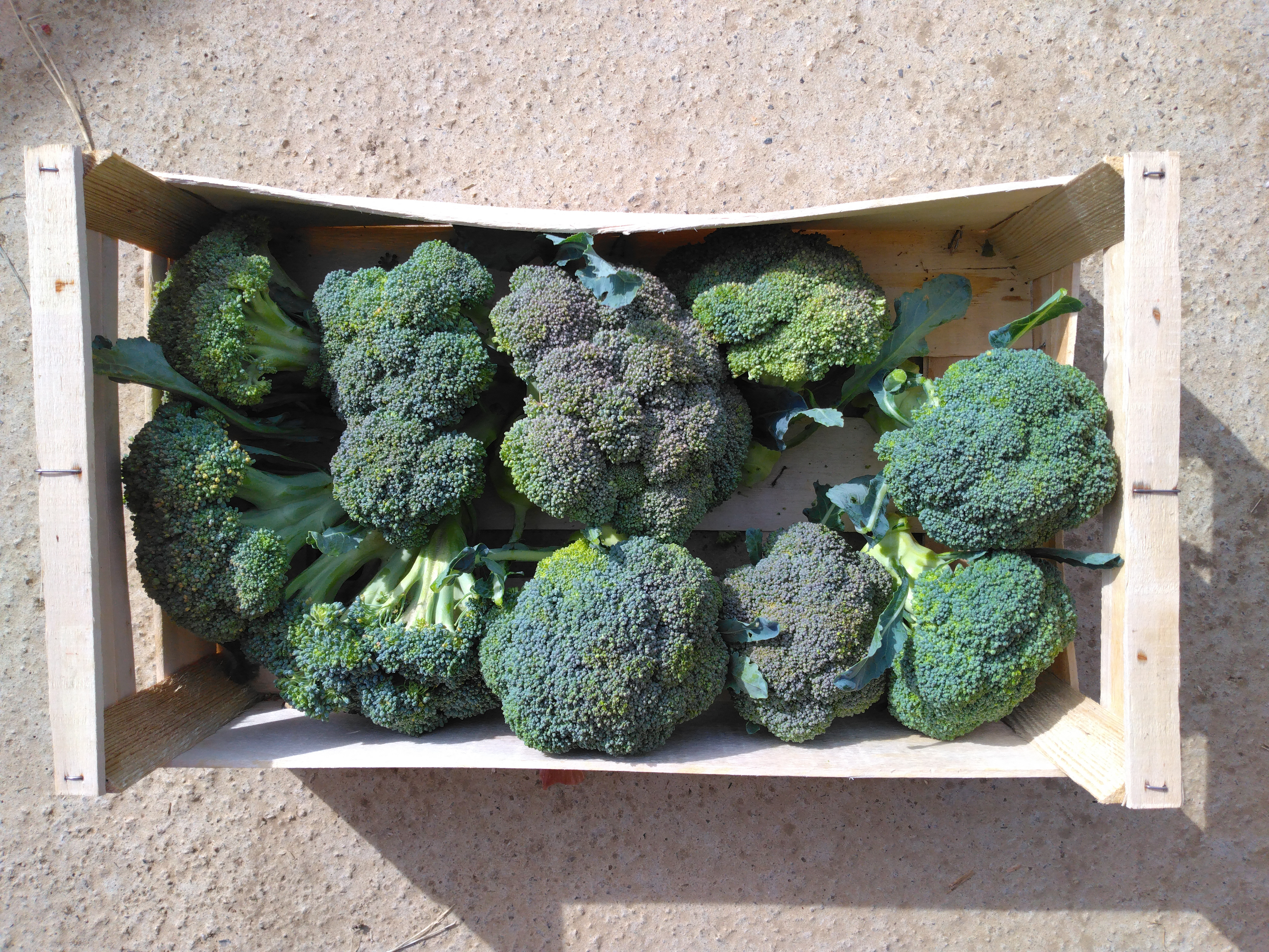 Choux brocoli