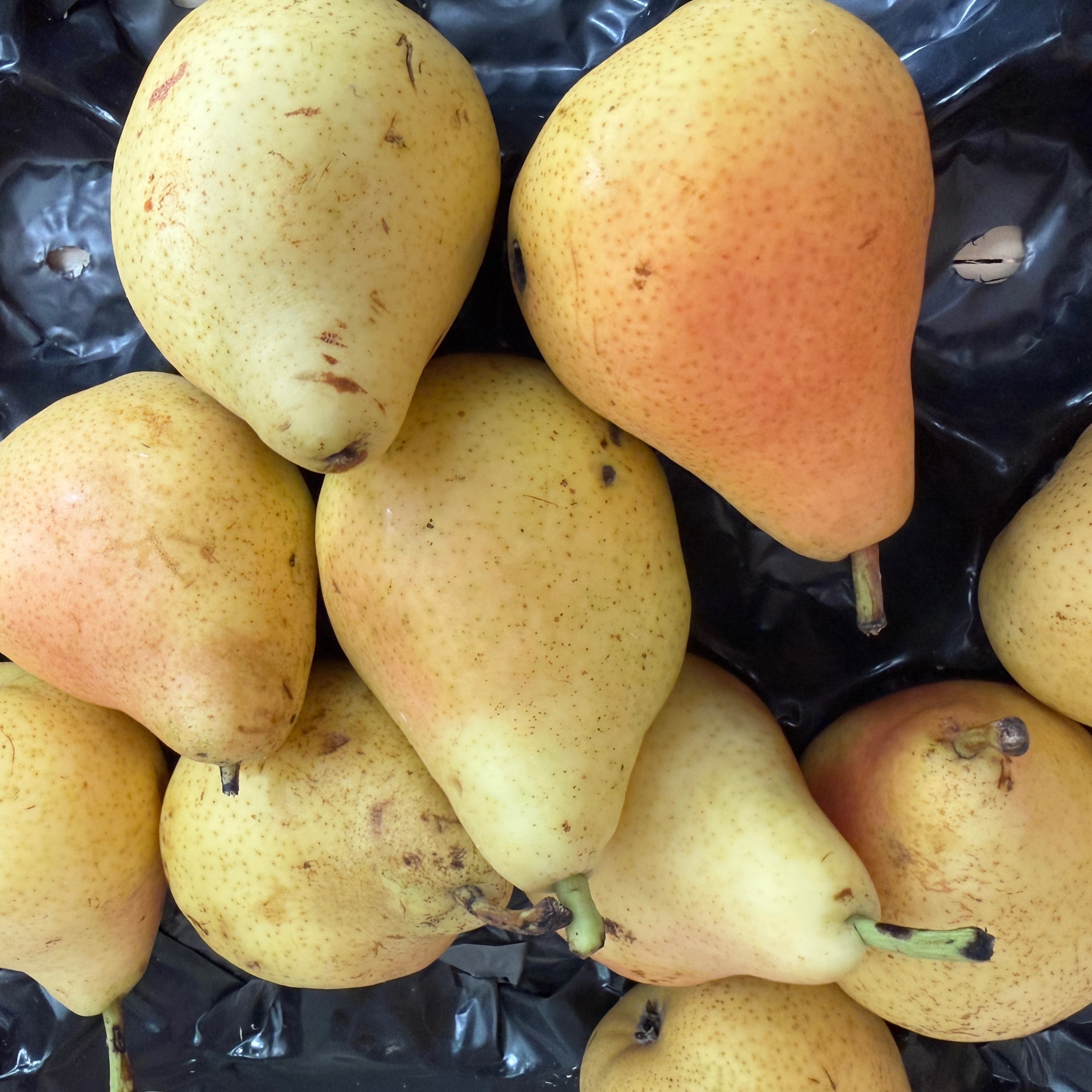 Poire Guyot
