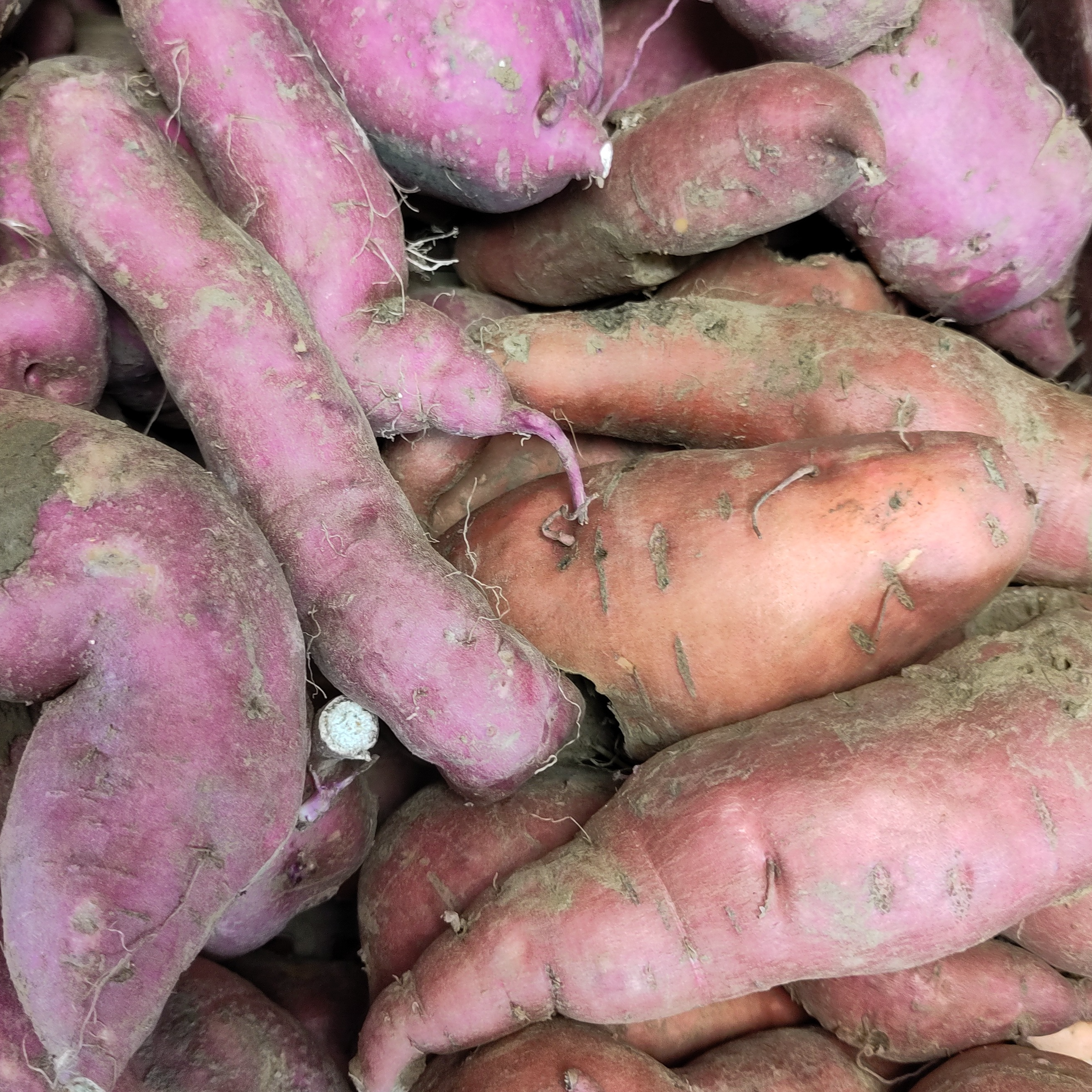 Patate douce BIO