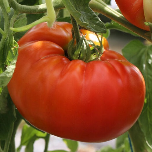 Tomate ancienne Russe rouge - 1 plant