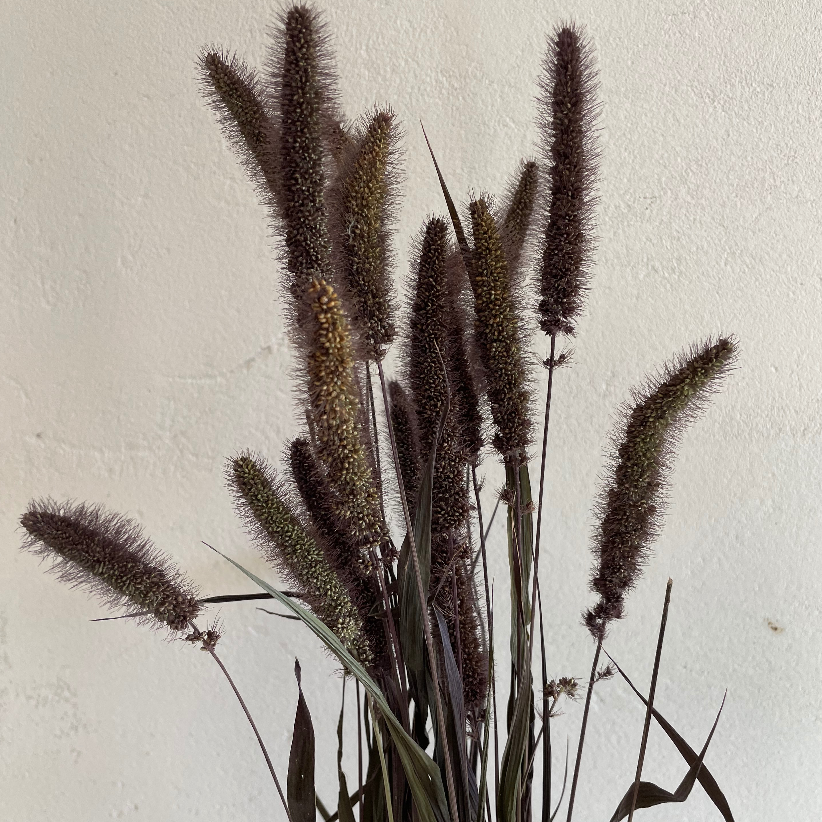 Setaria pourpre - 20g