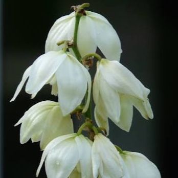 Yucca - pot 1L