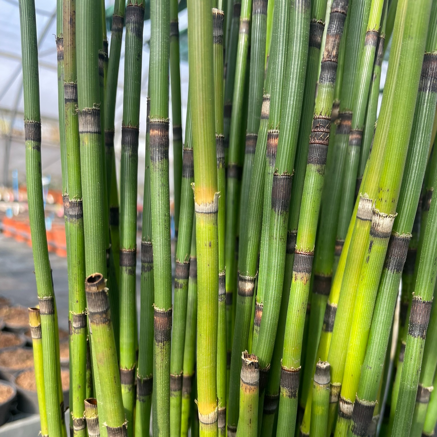 Equisetum camtschatcense