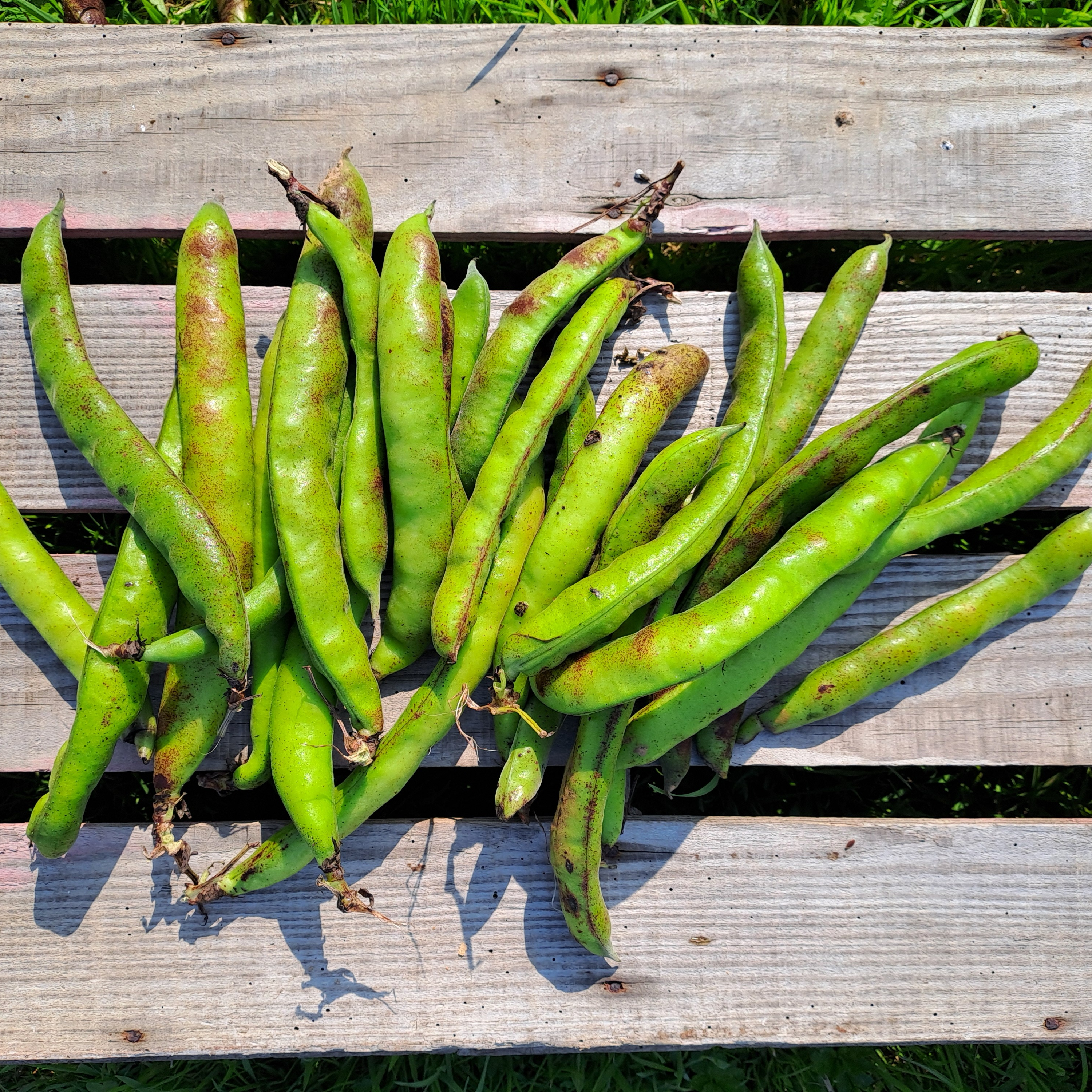 Fève - 1kg