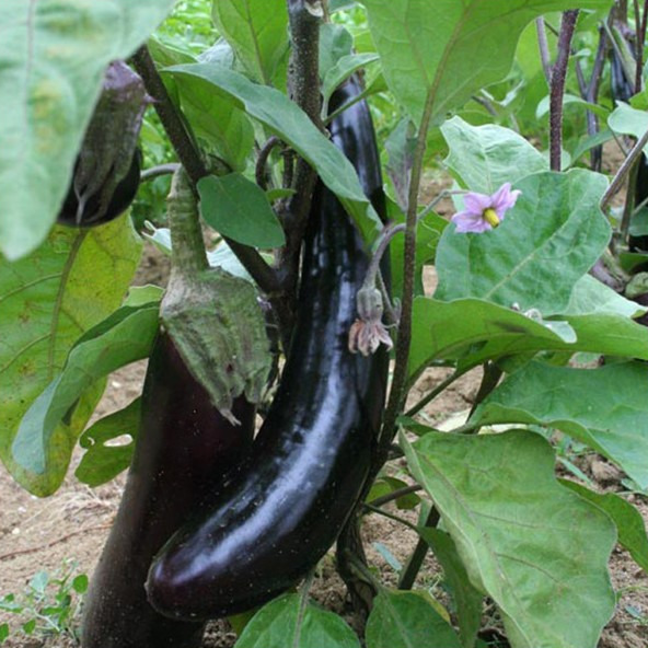 Plant - Aubergine longue violette