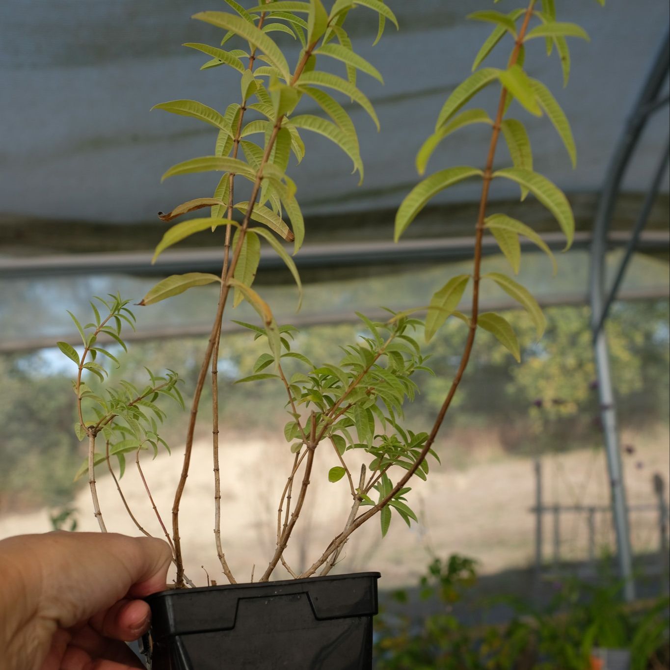 Verveine citronnelle