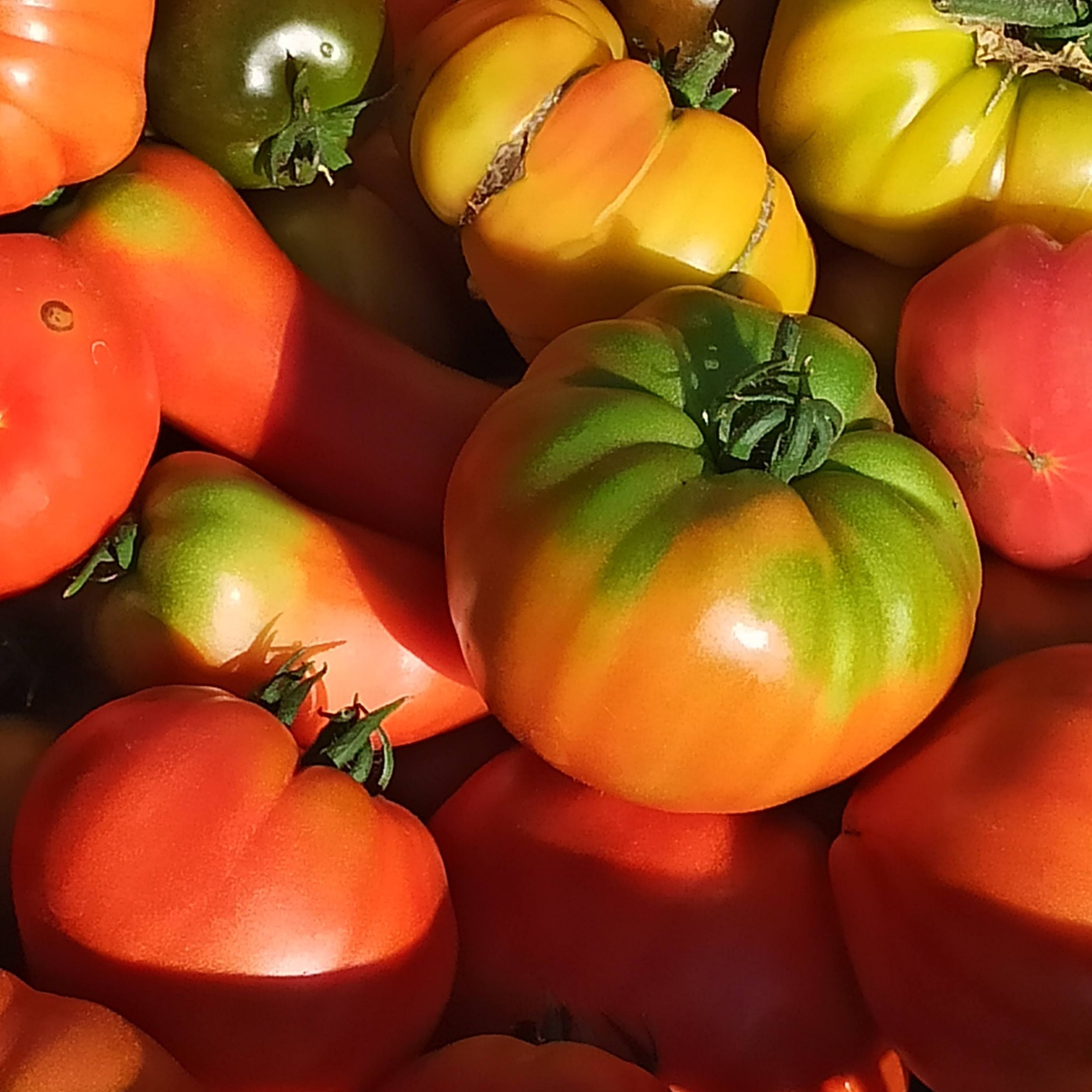 TOMATE