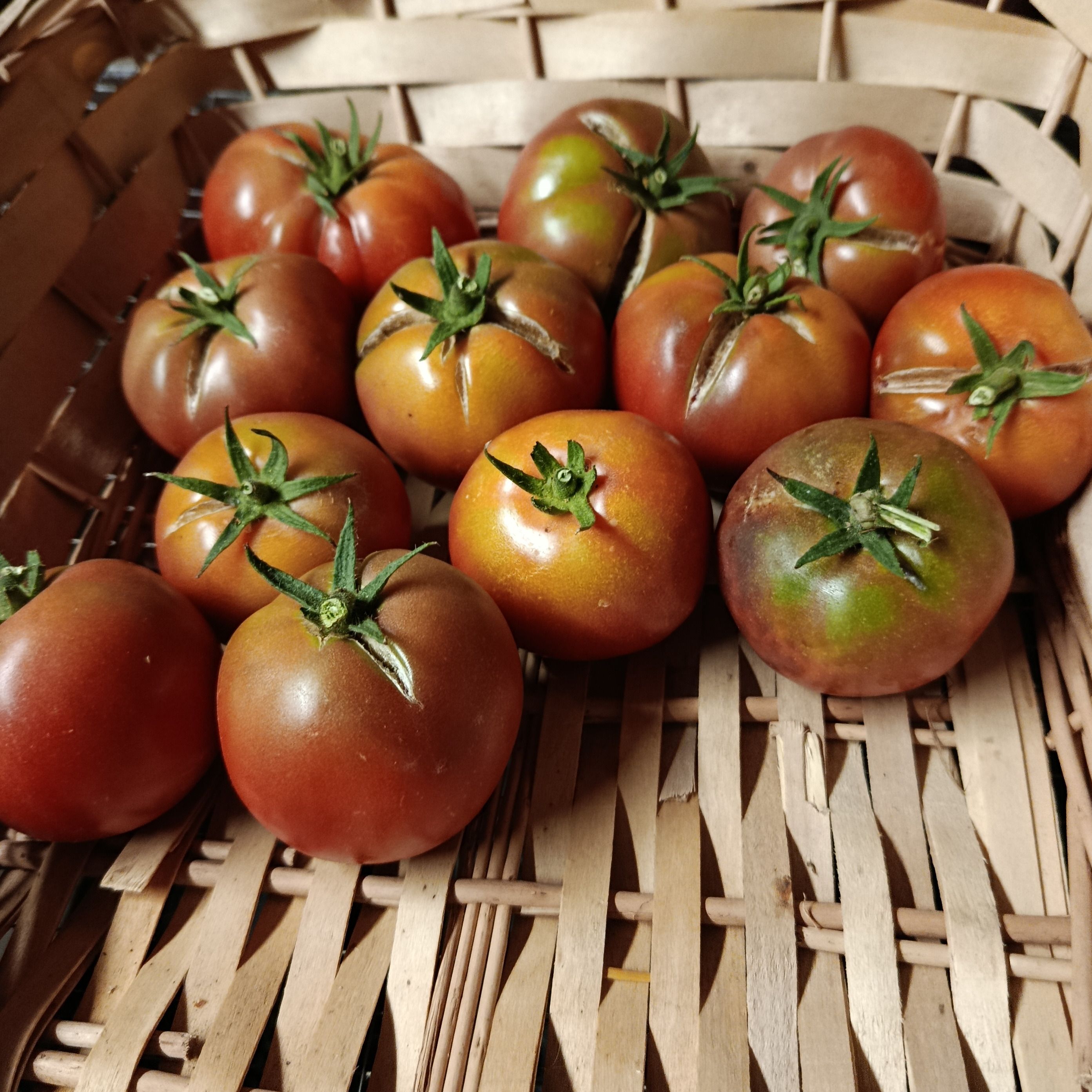 Tomate Noire