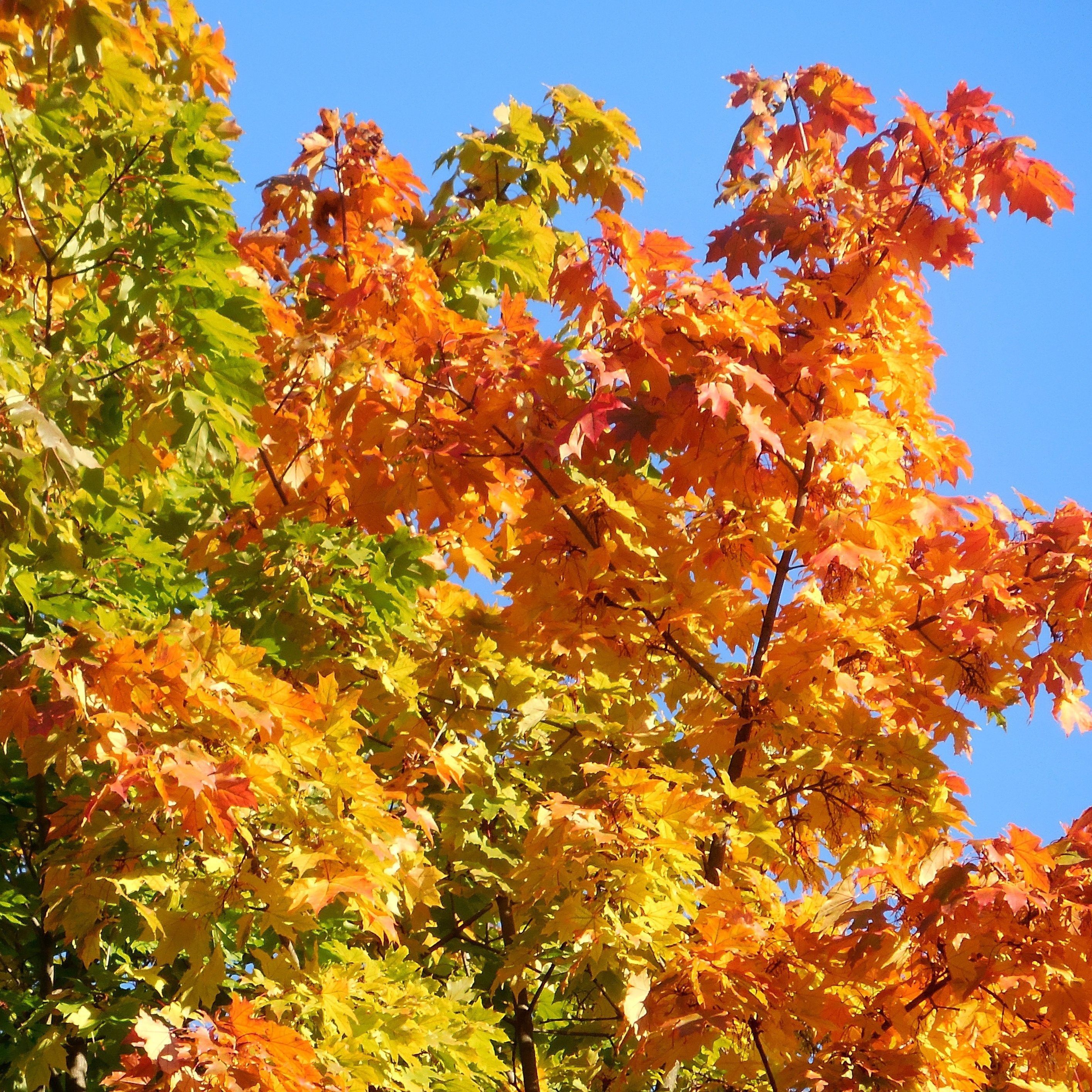 Erable à sucre (Acer saccharum)