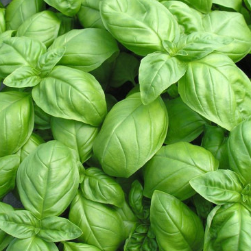 Basilic Genovese grandes feuilles/ bouquet
