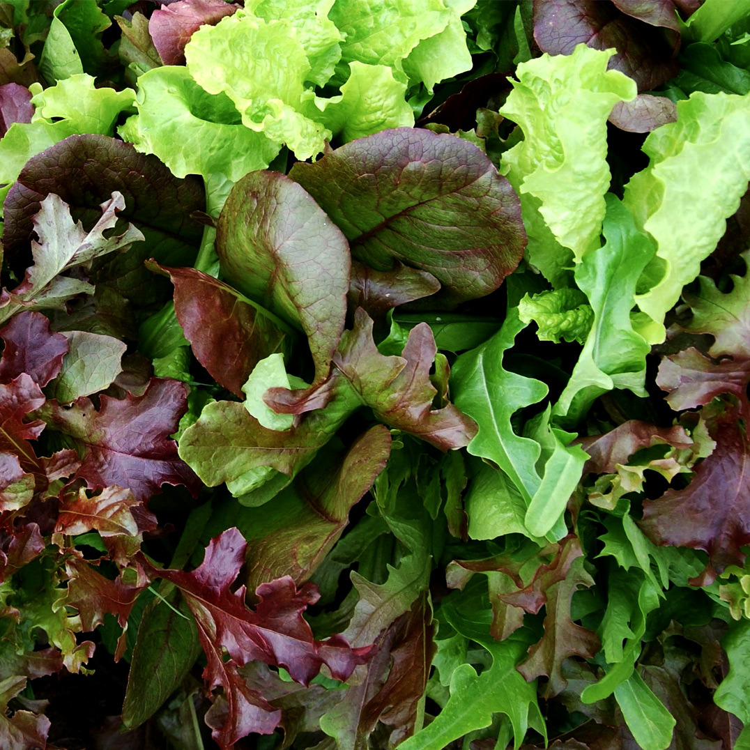 Mesclun de salade PROMO - 150g