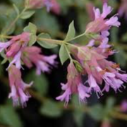 Origanum ‘Bristol Cross’