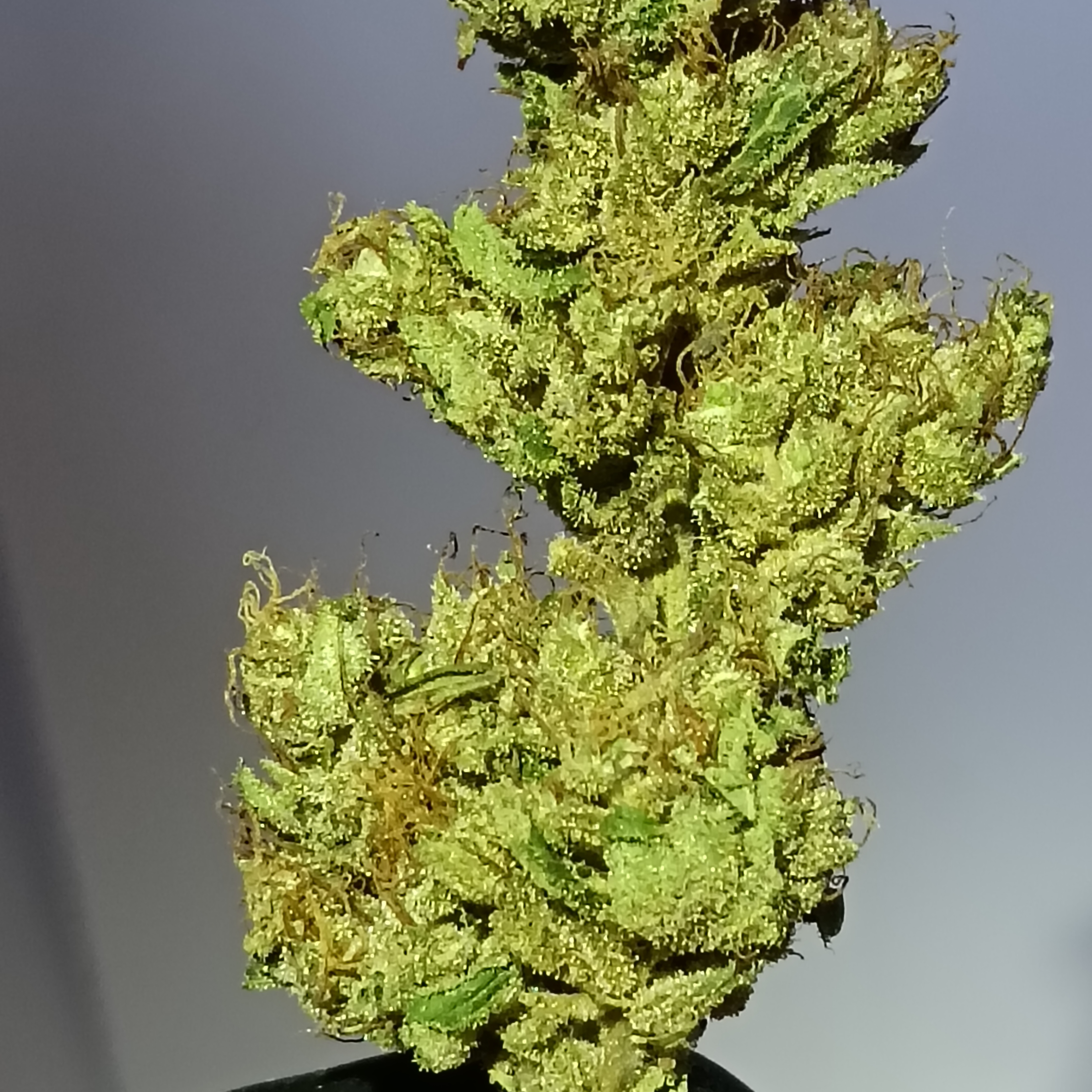 Slug Orgy "Light Dep" 2025