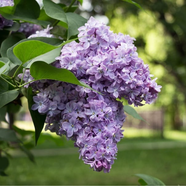 Fleurs de Lila (par 3 grappes)