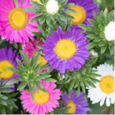 Reine marguerite en godet 8 cm