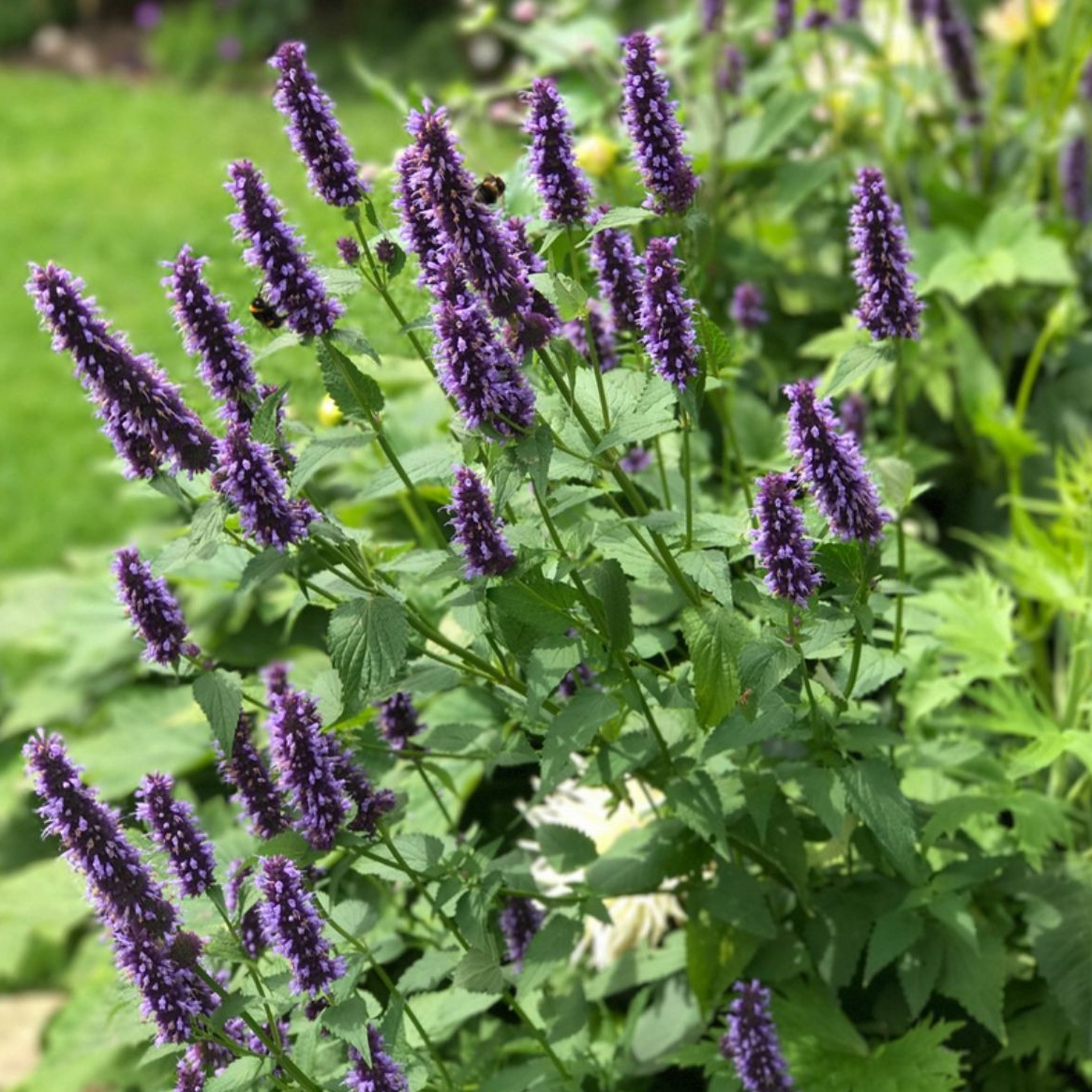 Glace d'infusion Agastache