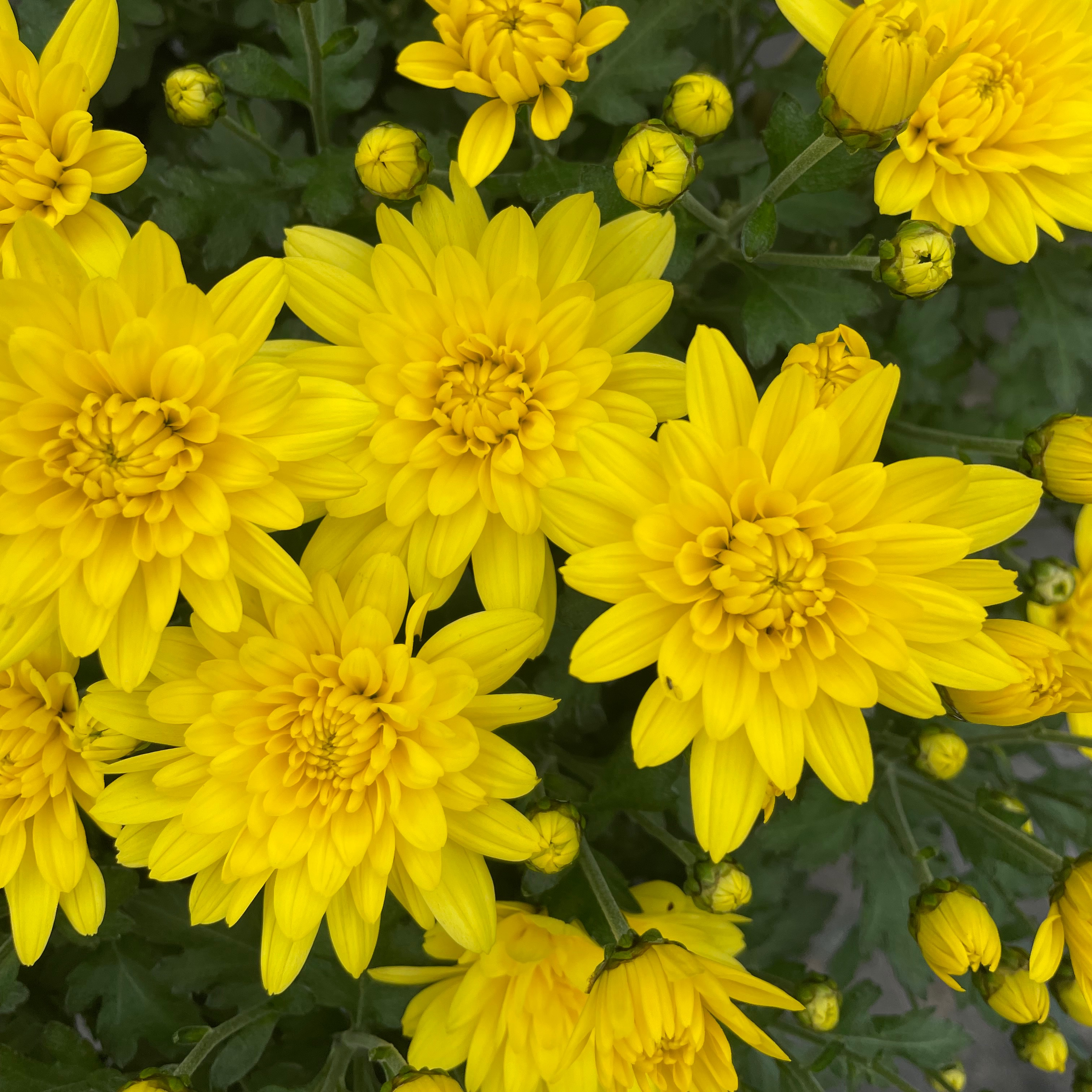 Chrysanthème Mila Jaune