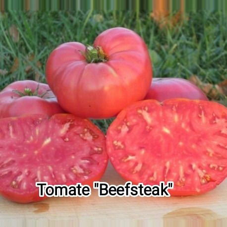 Plant Tomate beefsteack bio