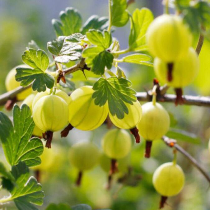 Groseillier à maquereau - Ribes uva-crispa "Hinnonmaki Gron"