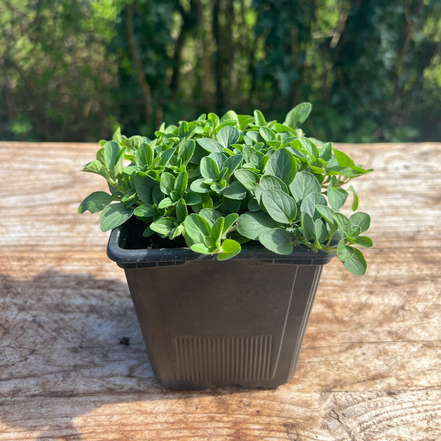 Plant Origan Compact - 650g